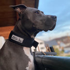 Fast-Release Sport Dog Collar — Black & Gold