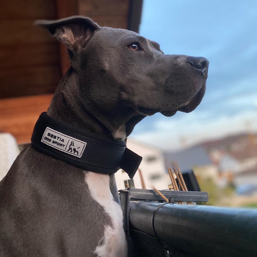 Fast-Release Sport Dog Collar — Black & Gold