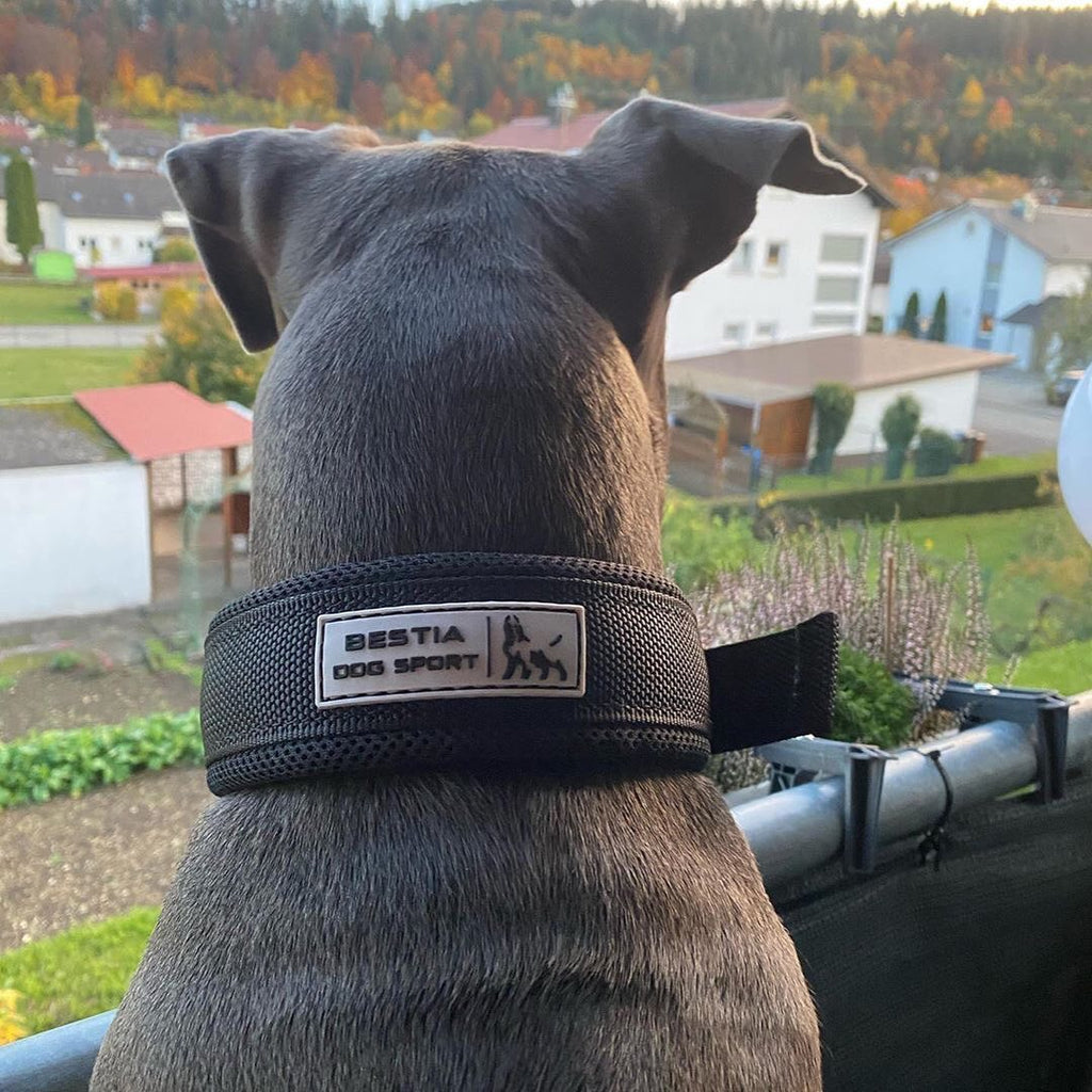Fast-Release Sport Dog Collar — Black & Gold