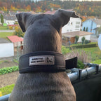 Fast-Release Sport Dog Collar — Black & Gold