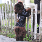 Luxury leather dog coat