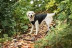 Schwarzer faltbarer Hunde-Regenmantel
