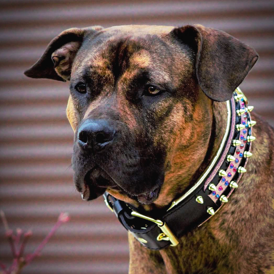 Candy Leather Dog Collar — Black