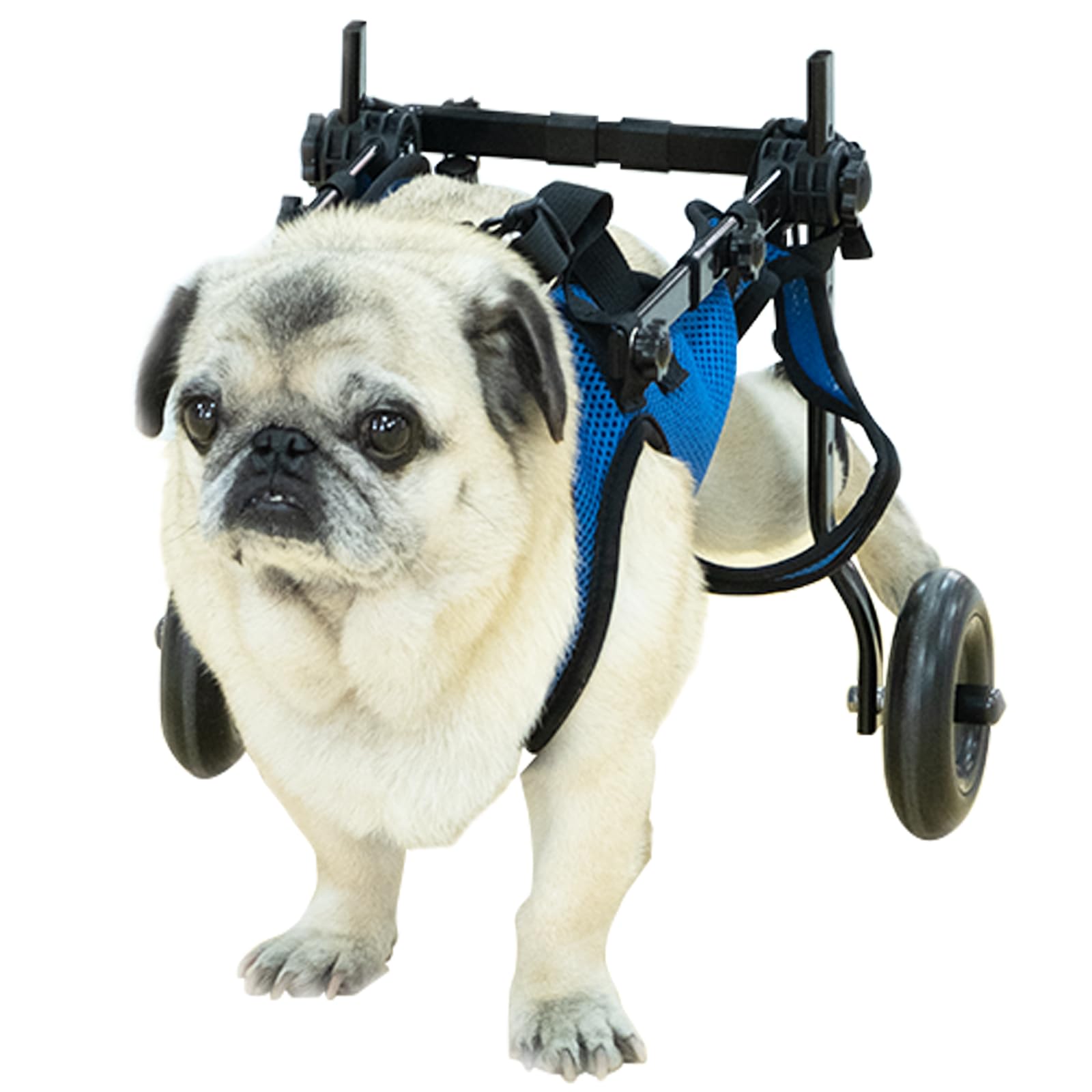 Pet Wheelchair，Dog Wheelchair，Dog Wheelchair for Back Legs，Adjustable Pet Cart，Assist a paralyzed pet get Back on its feet，Support Leg Brace and Hip (Medium)