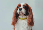 Cotton Rope Collar With Lightweight Gold Chain – Sunset — view 5