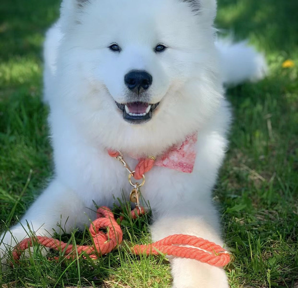 Cotton Rope Collar With Lightweight Gold Chain – Sunset — view 2