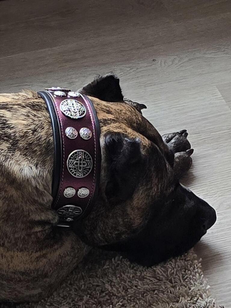 The "Hektor" Burgundy Collar LIMITED — view 3