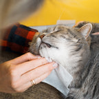 Lavender Scented Pet Wipes — 12 Packs of 100