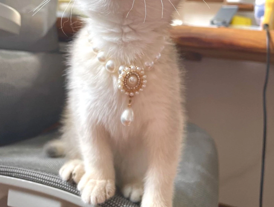 Das Aria Perlen- & Gold Luxus Katzenhalsband