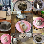 Elevated Mesh Cat Hammock Bed