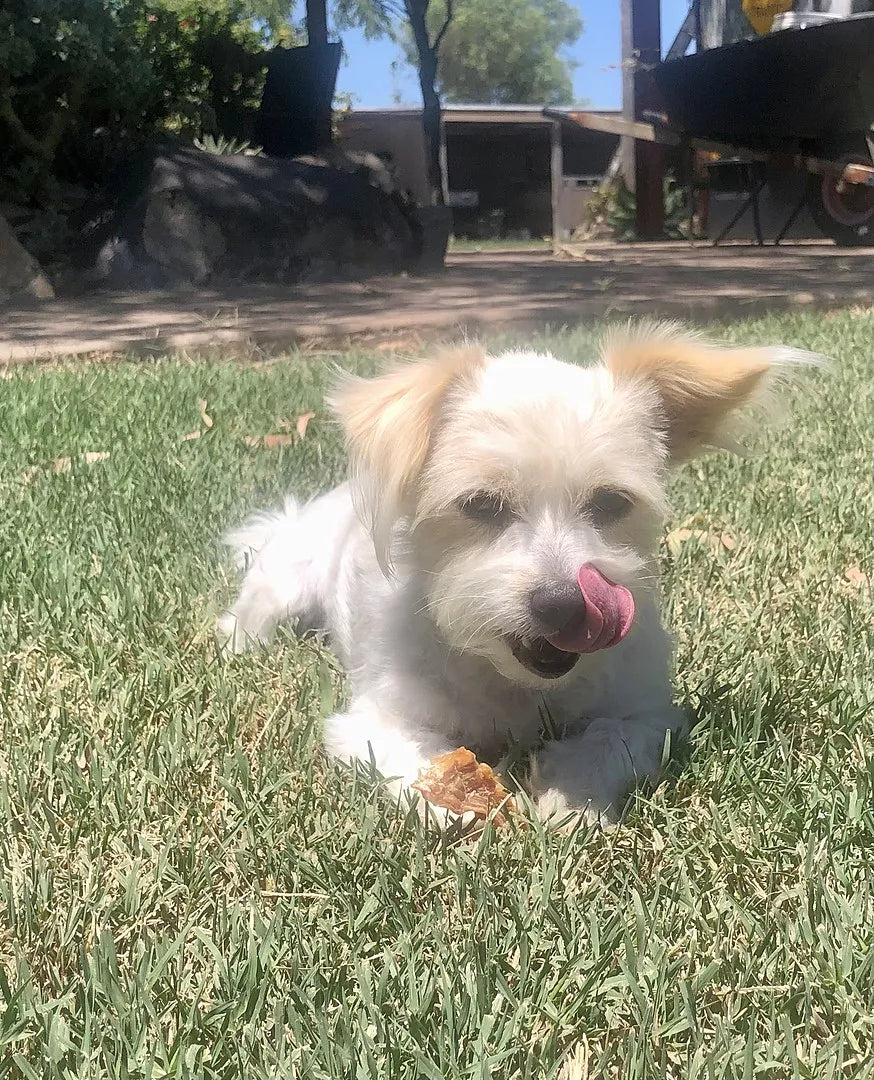 Chicken Jerky Treats — 500g
