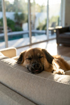 The Equilibrium Calming Wellness Chews in Lebensmittelqualität