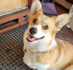 Kangaroo Liver Treats — 200g